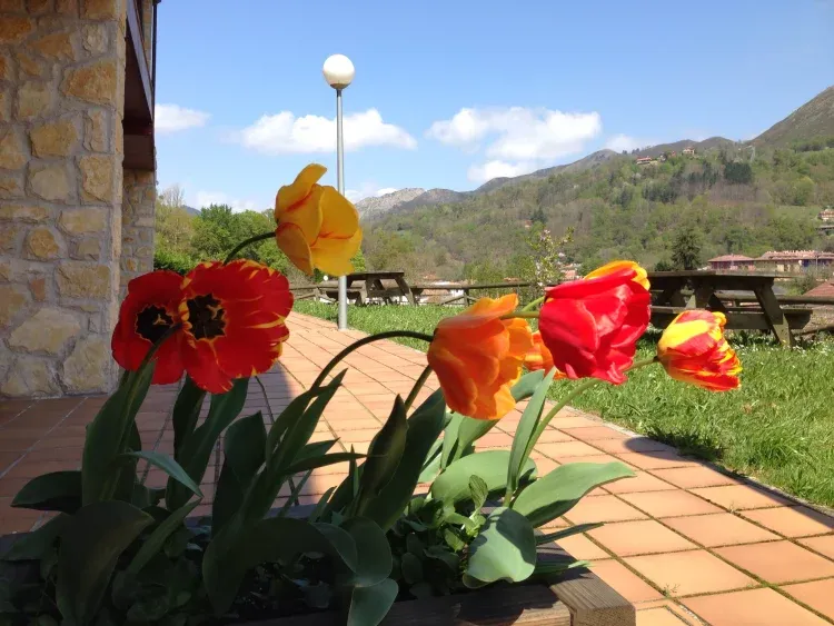 Imagen de Detalle Jardin