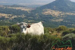 Imagen de Casa Rural Regajo Lobos