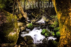 Imagen de Bosque Alto