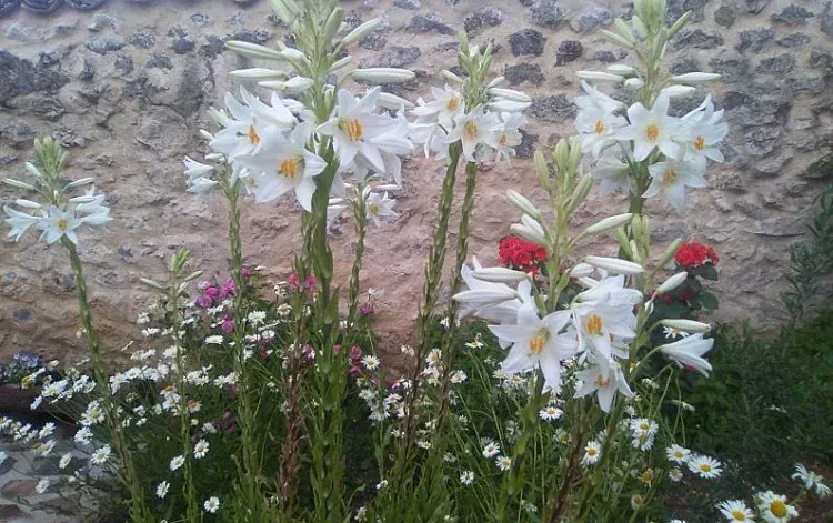 Imagen de Diferentes plantas ornamentan el jardín