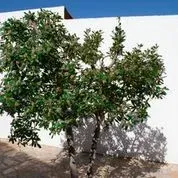 Imagen de En la entrada de la casa te recibe un bonito laurel