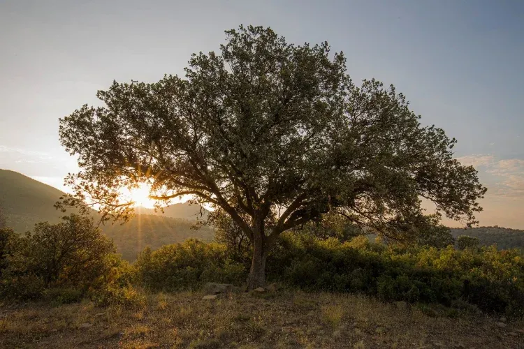 Imagen de Puesta de sol 