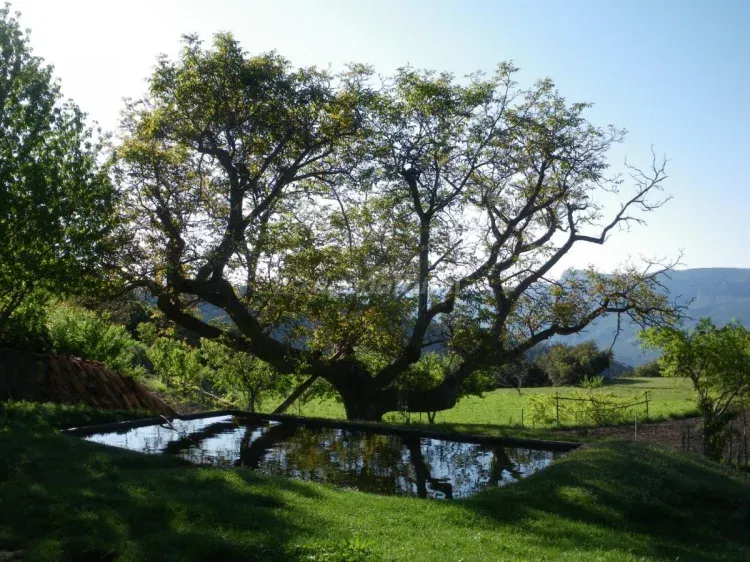 Imagen de La noguera milenaria.