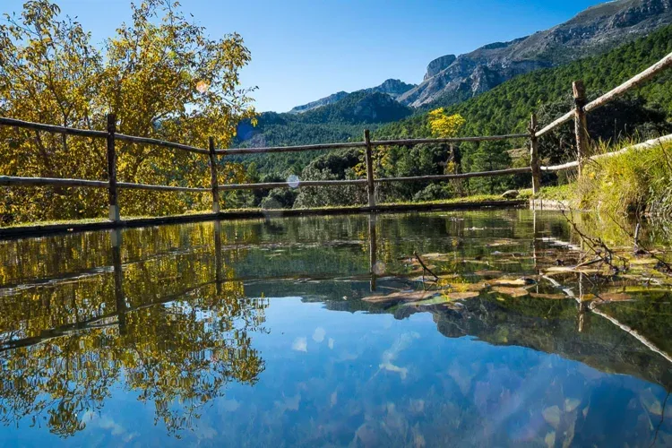 Imagen de Reflejos en el estanque.