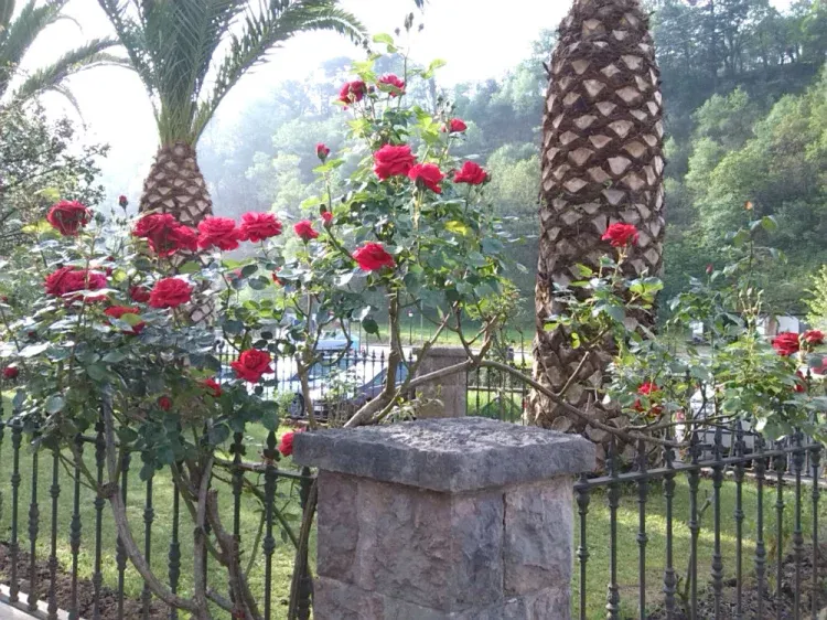 Imagen de Jardín con palmeras y rosales