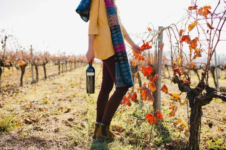 Imagen de viñedo en invierno