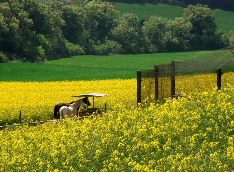 Imagen de Caballos entre campos de colza. 