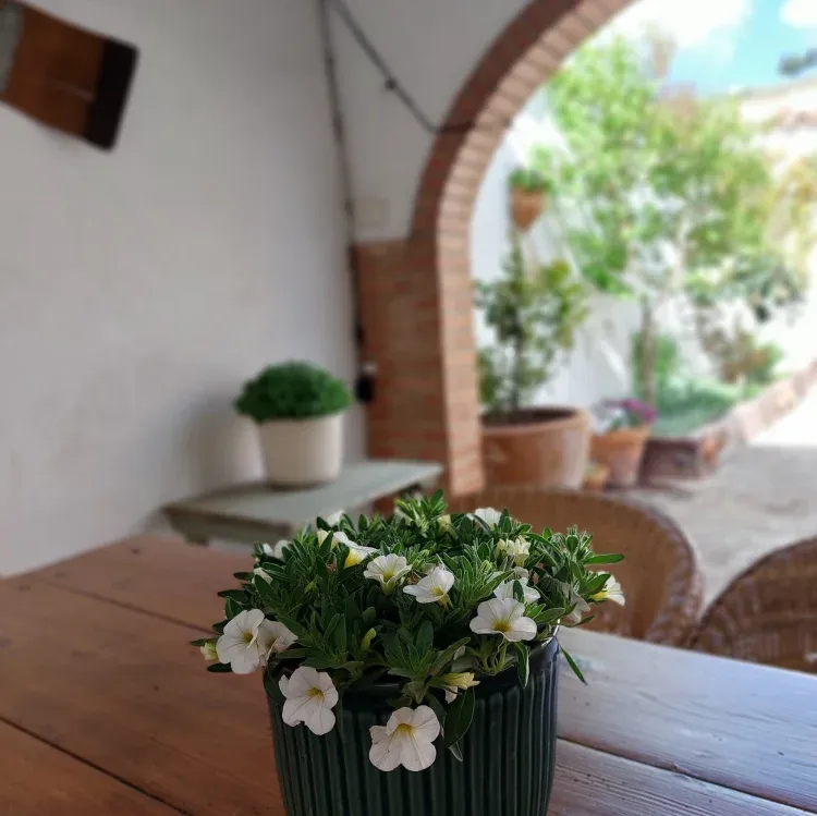 Imagen de Patio