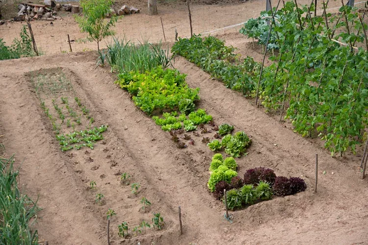 Imagen de Huerto ecológico