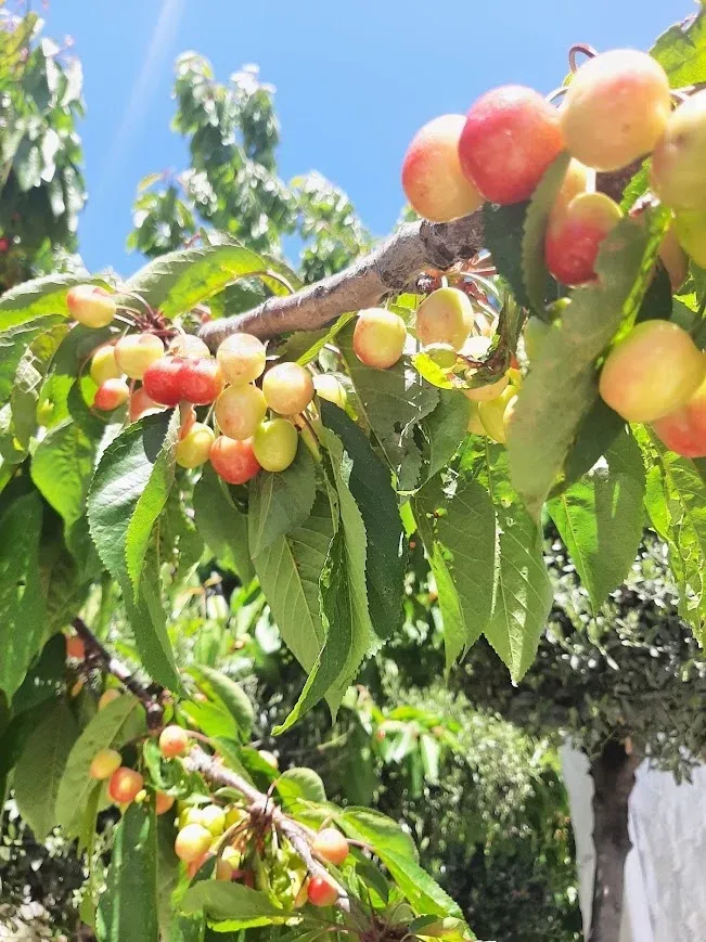 Imagen de Huerto guindas