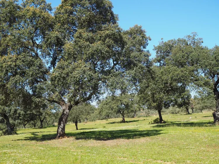 Imagen de Alrededores casa de la Huerta
