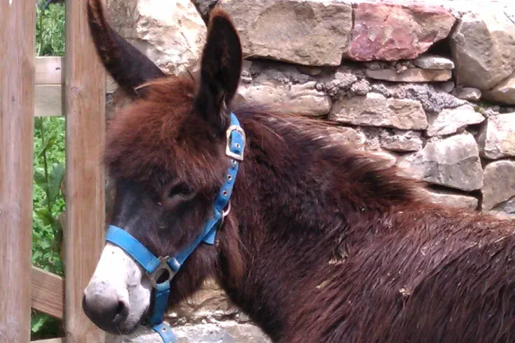 Imagen de Lola, la burrita de Casa Tomaso