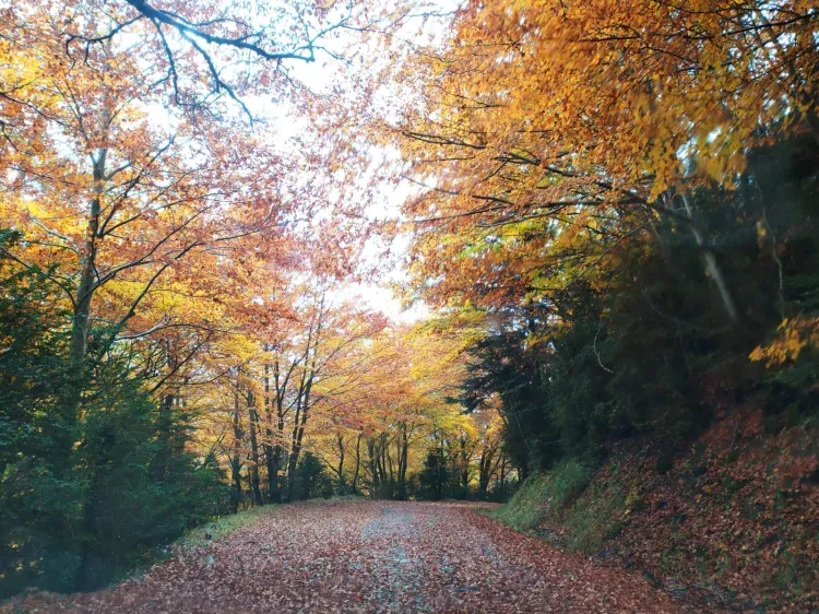 Imagen de De camino a la Borda
