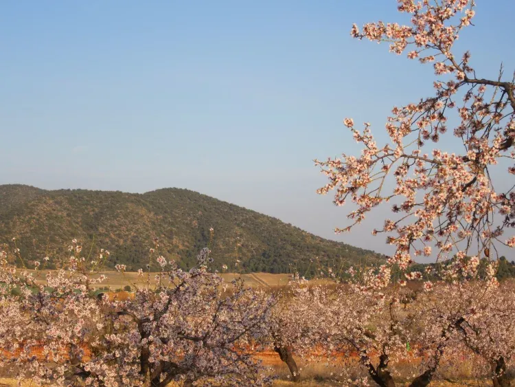Imagen de Entorno en primavera