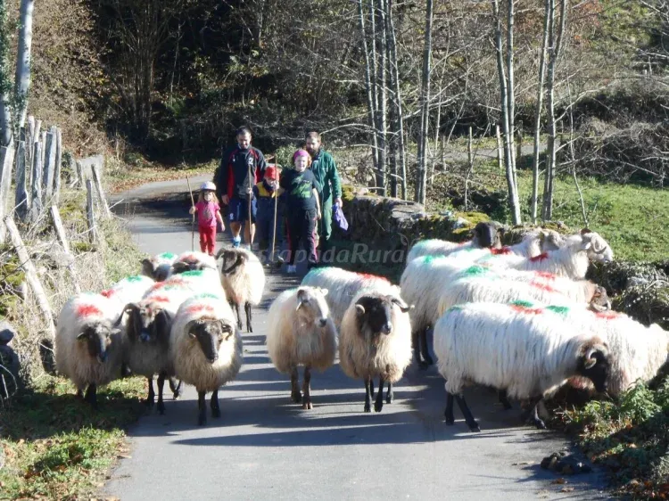 Imagen de Paseo con ovejas