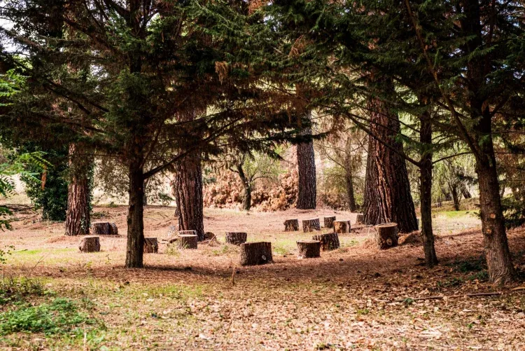 Imagen de El bosque
