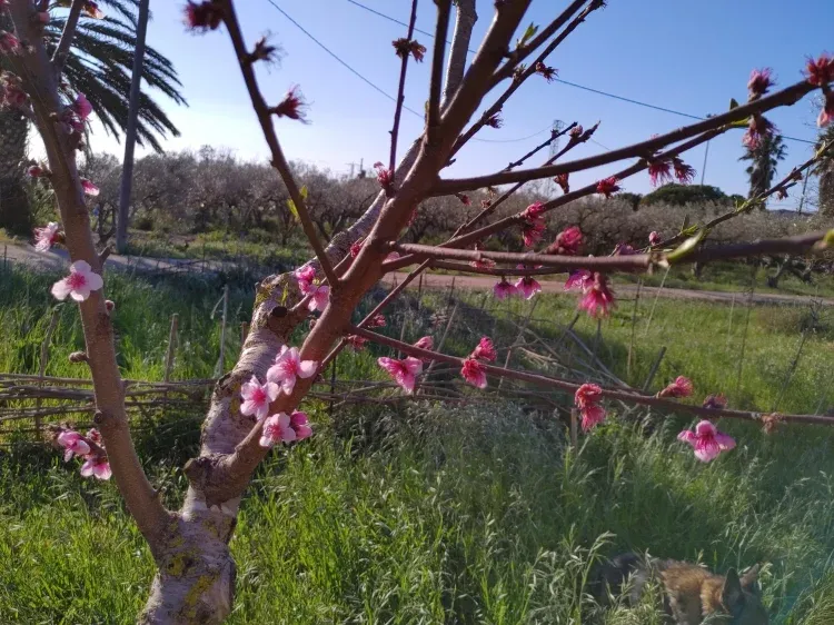 Imagen de Furtales en primavera