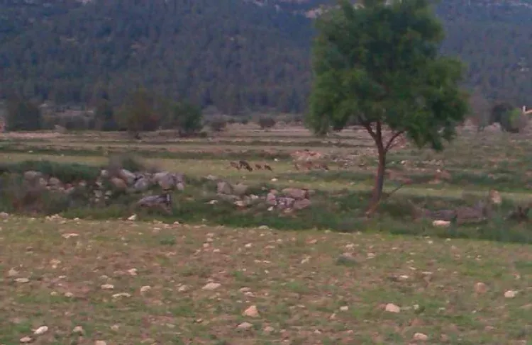 Imagen de Cabra Mont. en la Finca